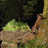 Pine Marten: "Late" asking where is this son of mine?