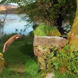 Pine Marten: "Early" takes off