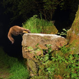 Pine Marten: "Early" lands