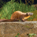 Pine Marten: "Early" in the bright lights