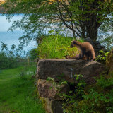Pine Marten: "Early" & the Loch