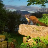 Pine Marten - "Early" surveying the Scottish scenery