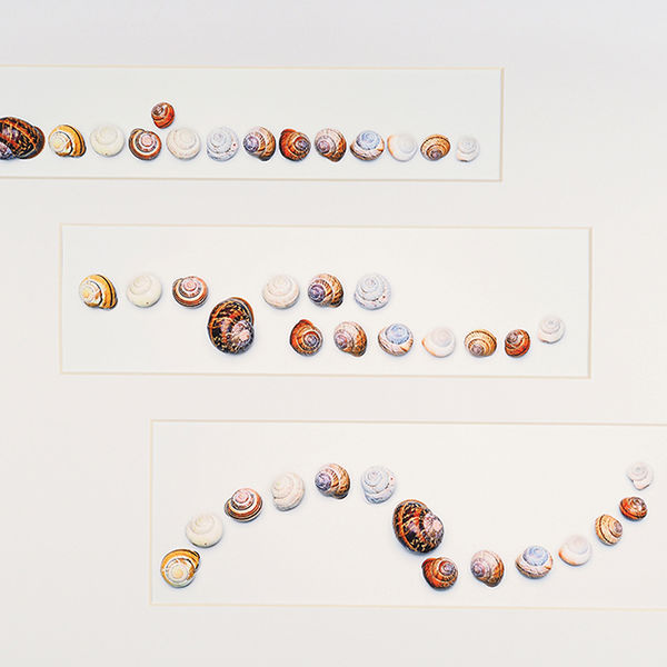 Fourteen shells