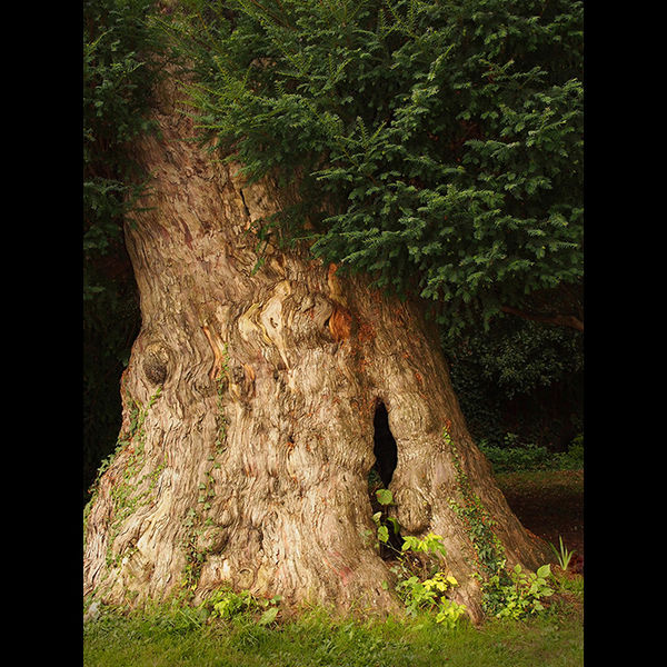Ancient yew, Didcot