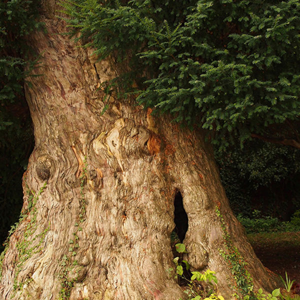 Ancient yew, Dididcot klj