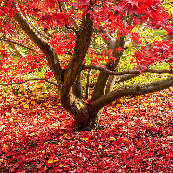 Autumn acer