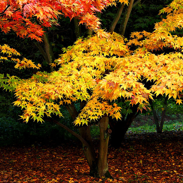 Autumn colours