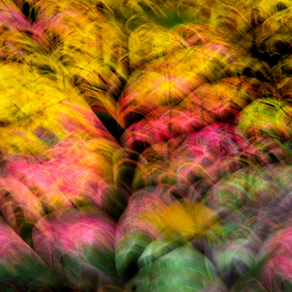 Autumn imressions 1 (centre image)