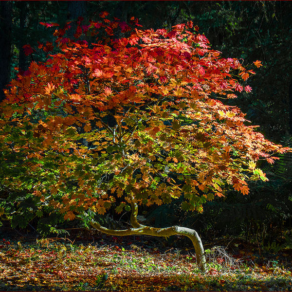 Autumnal tree