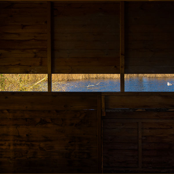 Bird watcher's hide