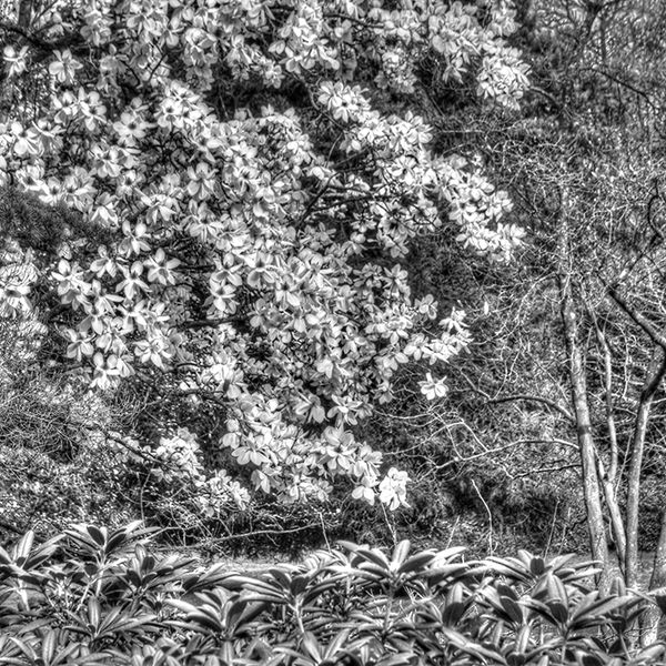 Blossom 1