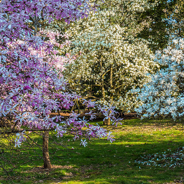 Blossom 2