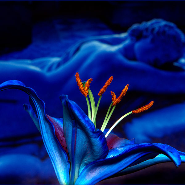 Blue Lily