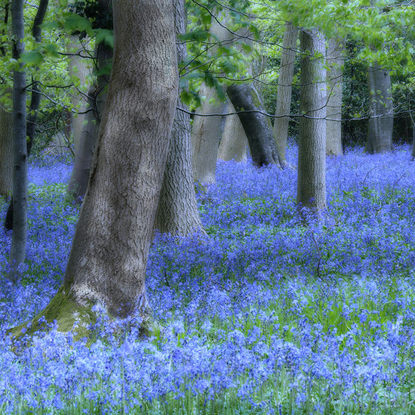 Bluebell wood