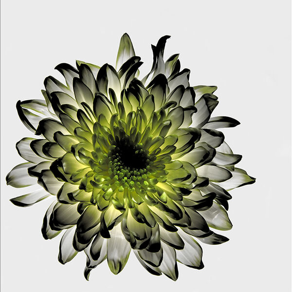 Chrysanthemum