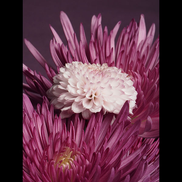 Chrysanthemums 2