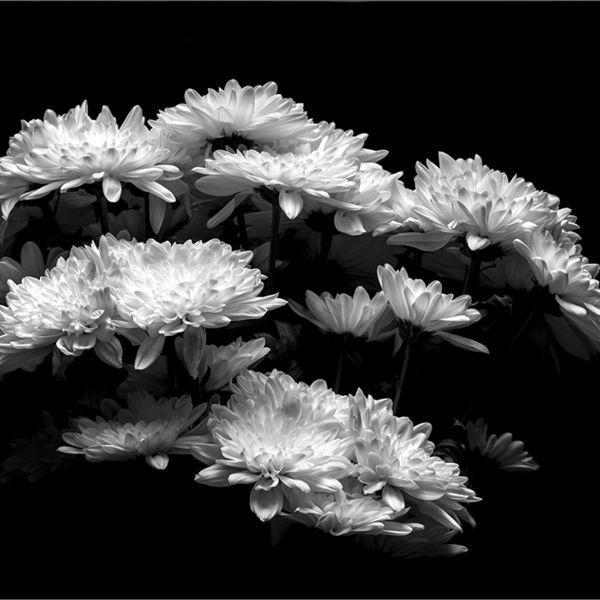 Chrysanthemums