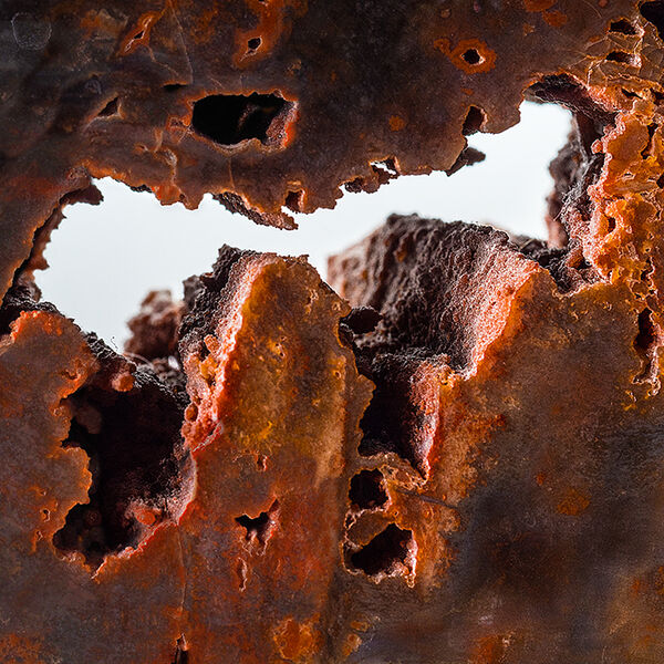 Close-up of a slice of a petrified tree