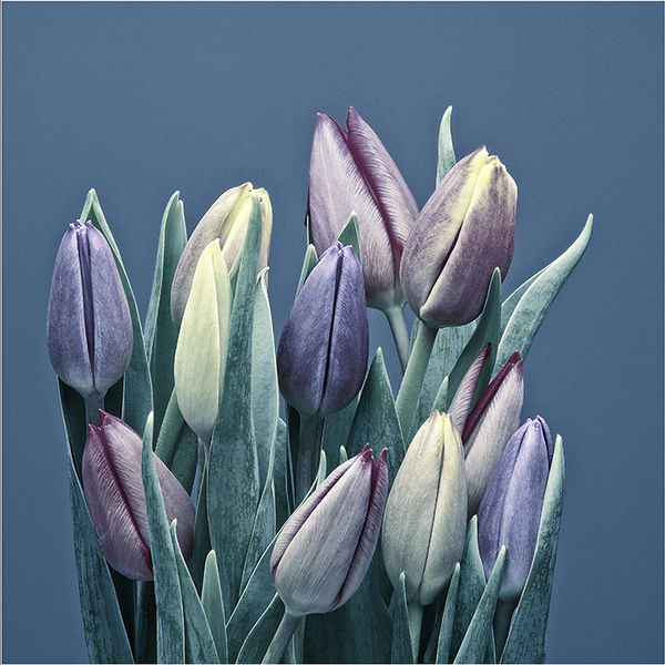Cold tulips