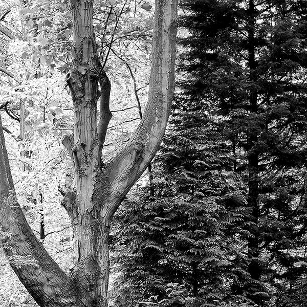 Contrasts