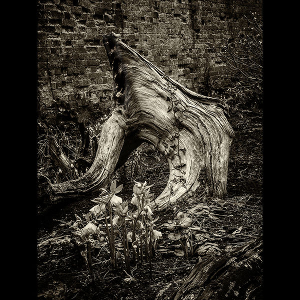 Corner of an old garden