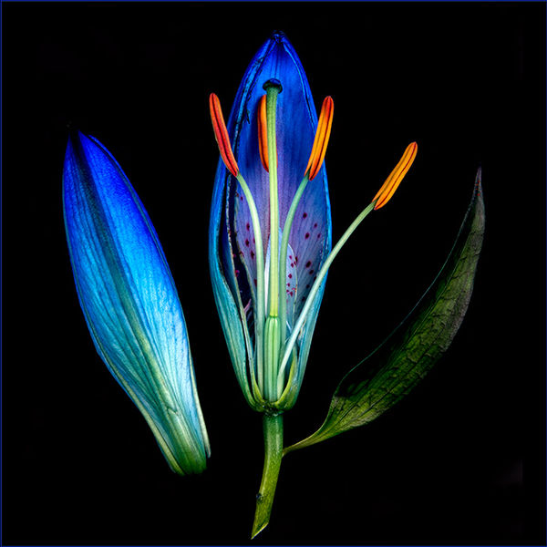 Cut flower