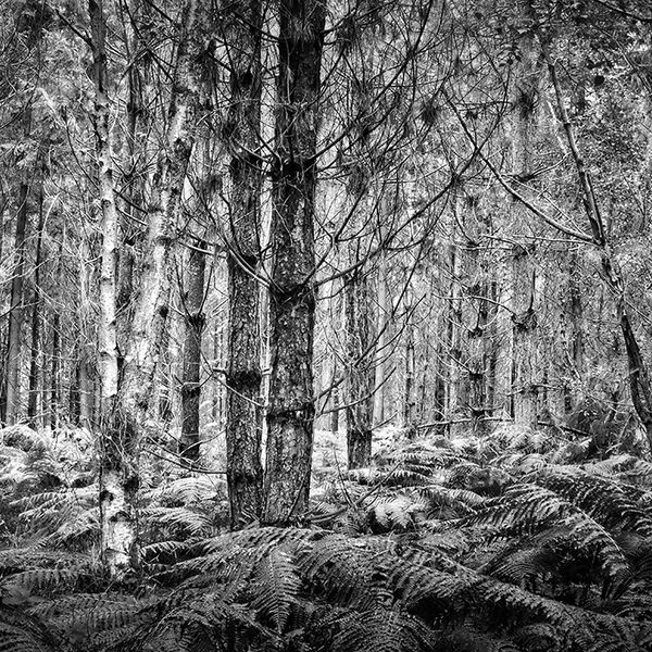 Deep in the forest
