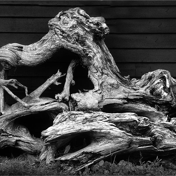 Driftwood against a shed, Washington State, USA 1988