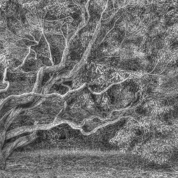 Elegant tree