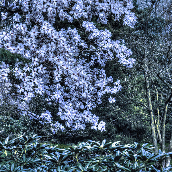 Evening at the arboretum