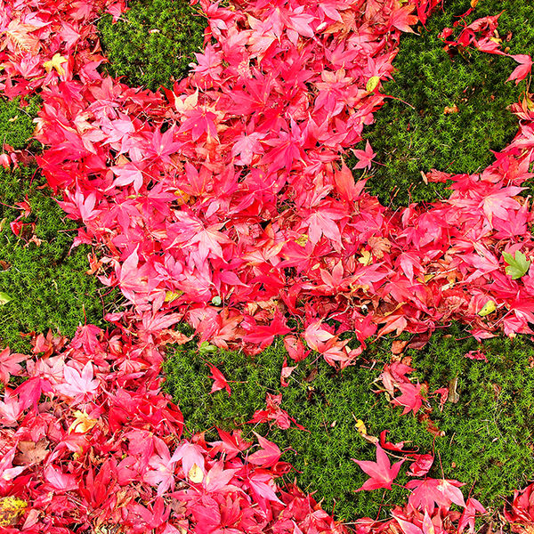 Fallen leaves