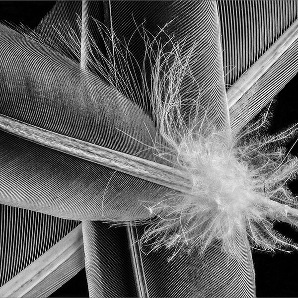 Feathers (1)