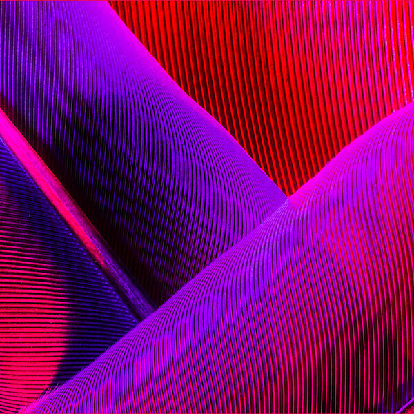 Feathers (2)