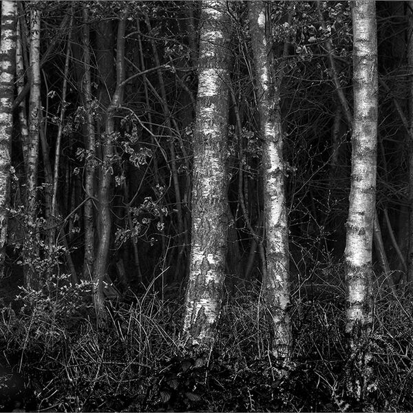 First visit to Bagley Wood since Covid