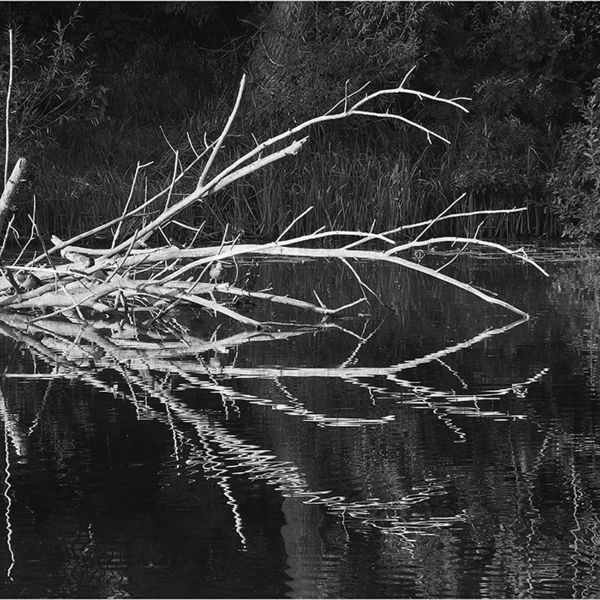 Floating tree