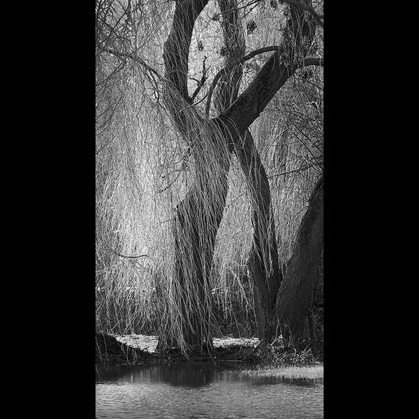 Flooded willow