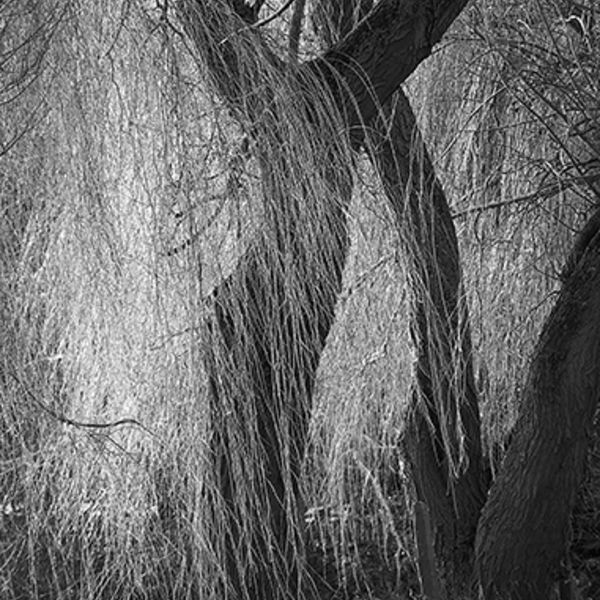 Flooded willow z