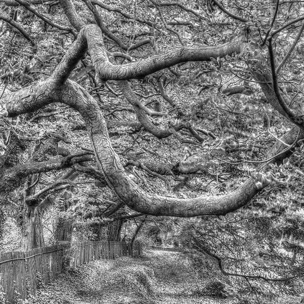 Forgotten path, Culham