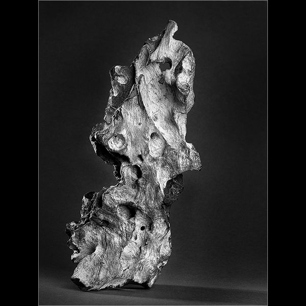 Fossilized driftwood (left image)