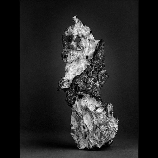 Fossilized driftwood (right image)