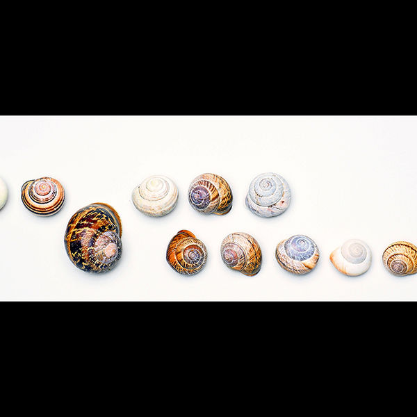 Fourteen shells (centre image)