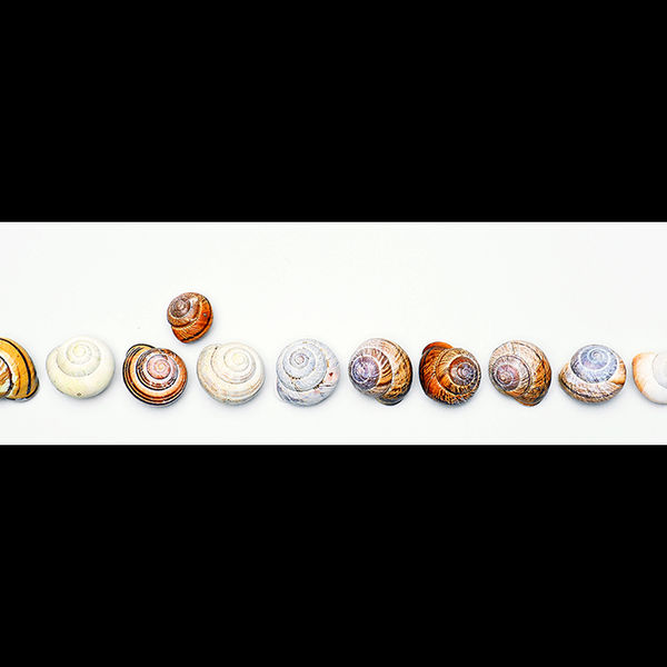 Fourteen shells (left image)
