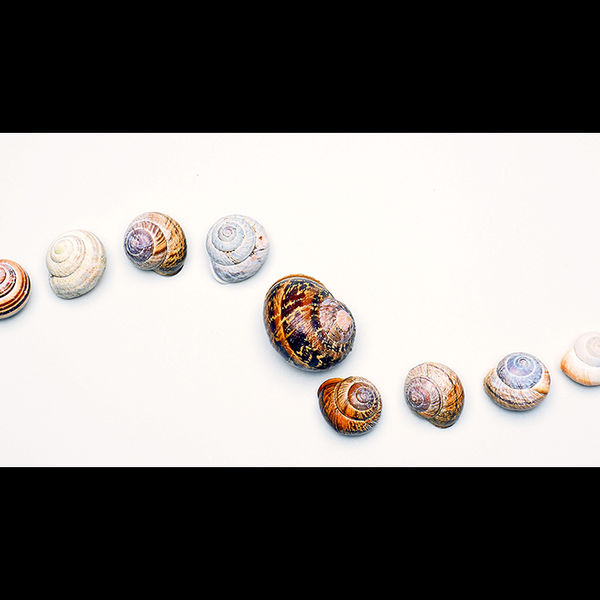 Fourteen shells (right image)