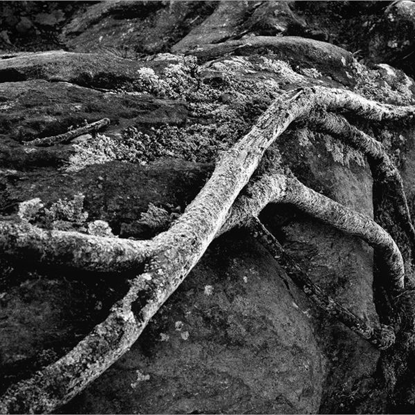 Frosty root, England, c.1976