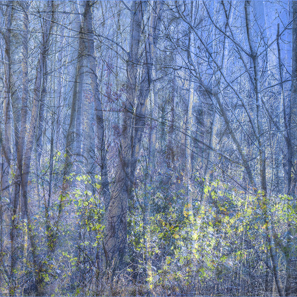 Ghostly forest