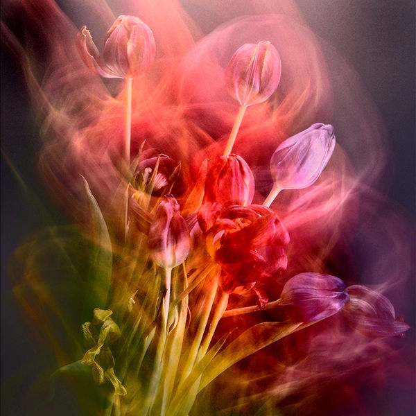 Ghostly tulips