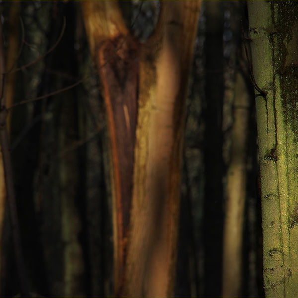 Gloomy forest