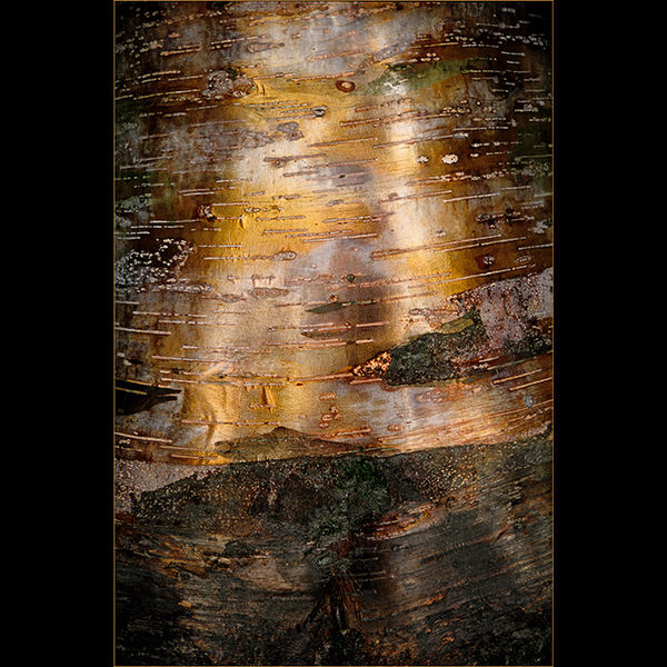 Golden bark, Westonbirt Arboretum