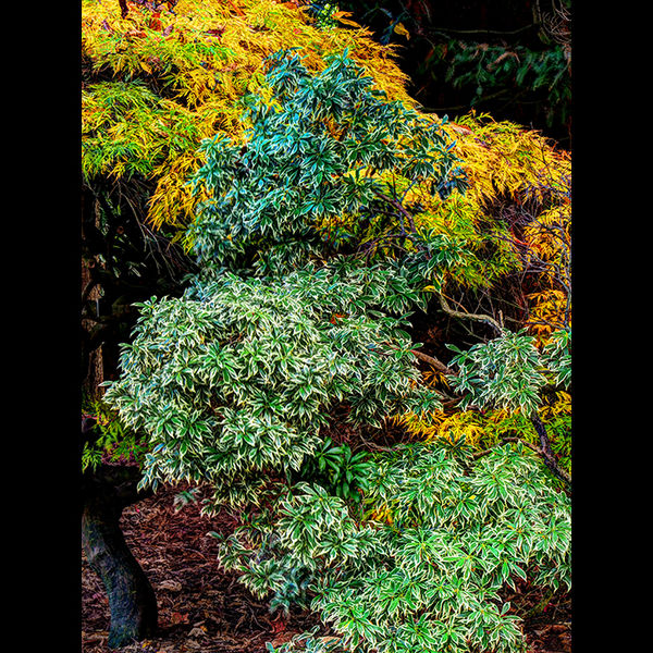 Green tree, yellow tree