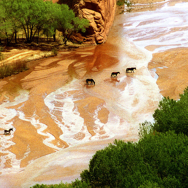 Horses, Canyon de Chelly, USA